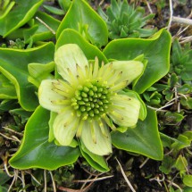 Green flower in the Lapataia National Park